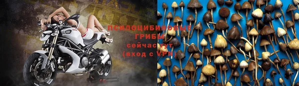 гашик Алексин